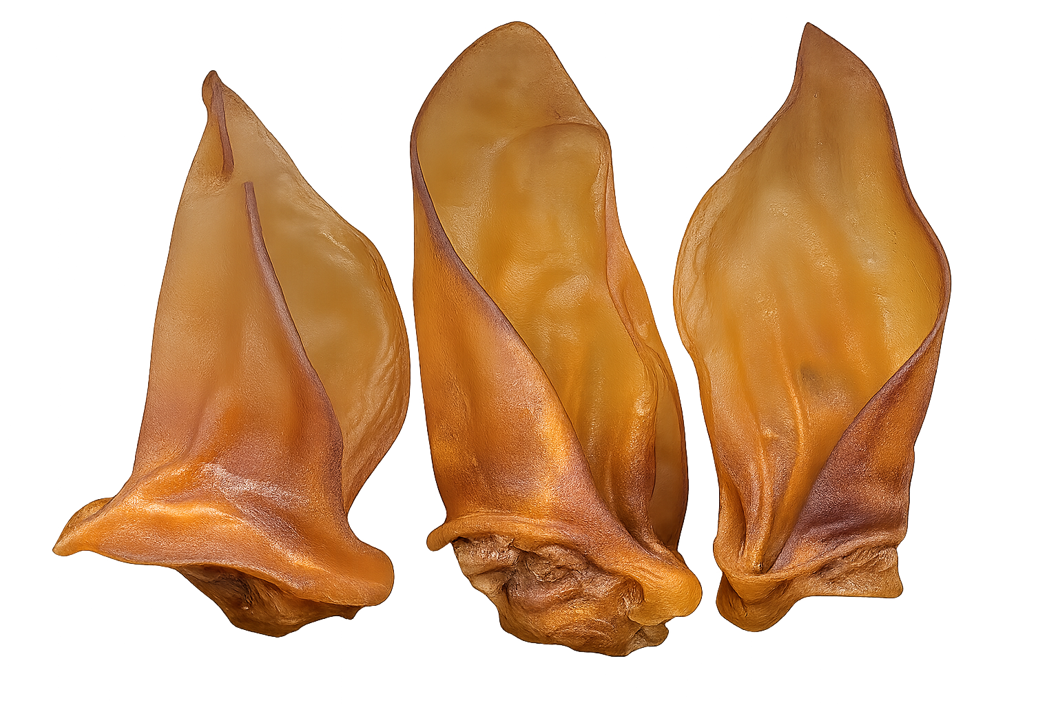 Oreille de Bœuf Naturelle