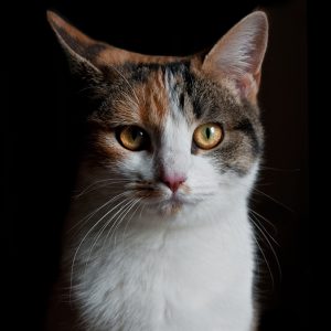 Produits pour chat