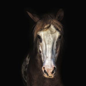 Produits pour cheval