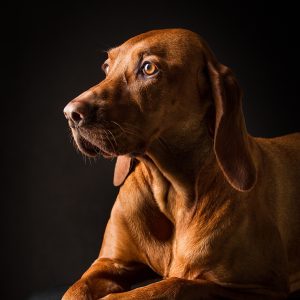 Produits pour chien